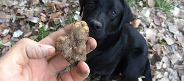 tartufo